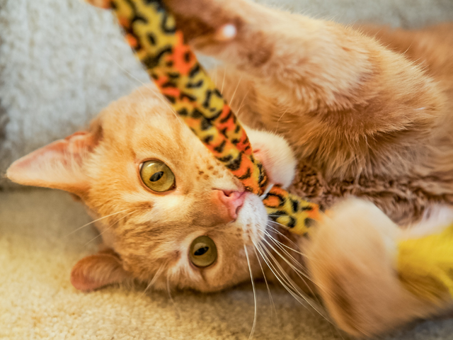 Orange cat laying on its back biting on a plush, leopard printed cat toy 