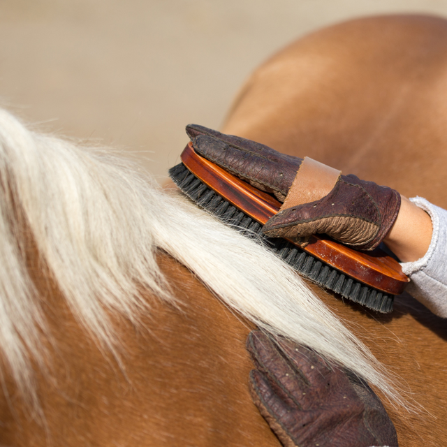 gloved hand using a body brush on the back of a palomino colored horse