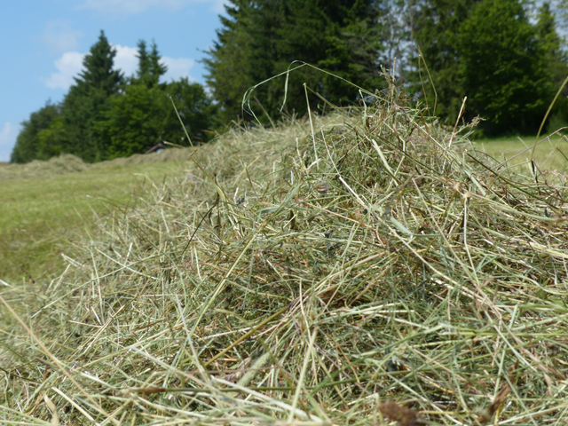 Hay in windrows waiting to be baled