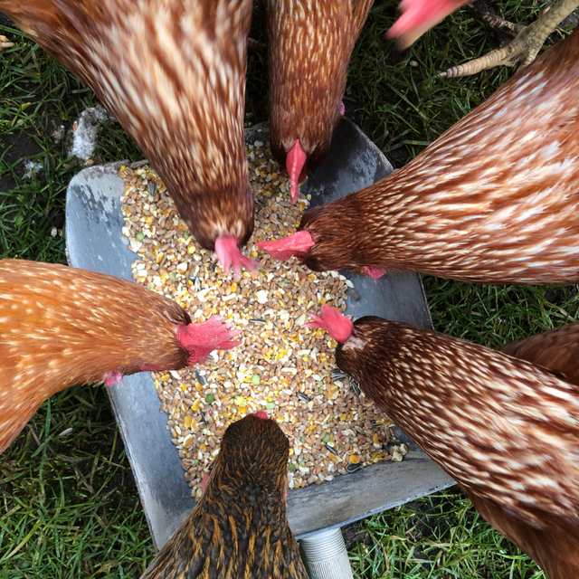 Over head view of hens pecking grain from a grain scoop