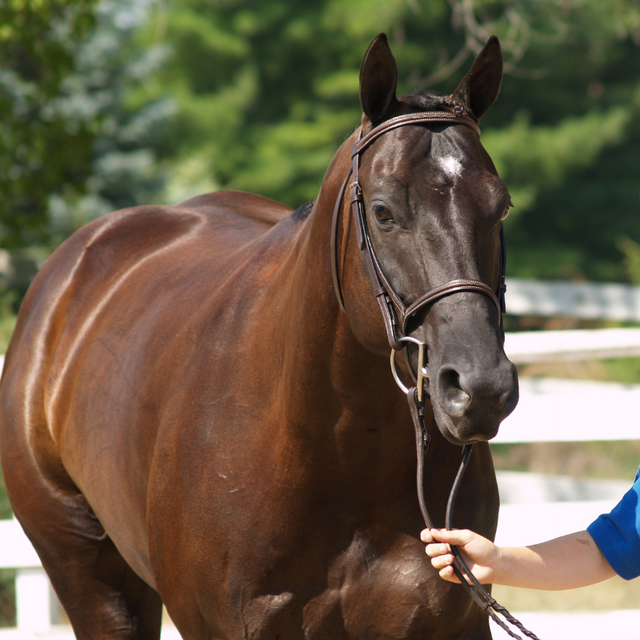 Brwn horse with white star on its forehead being lead by its reins by a young person's arm