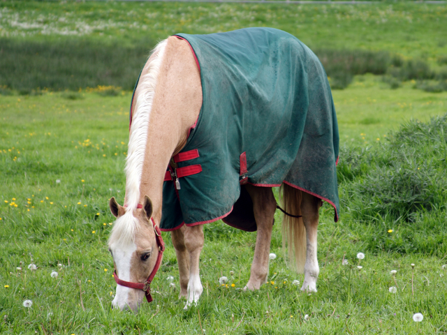 Horse grazing with a blanket on for Blanket Laundry Service from Feed Bucket, Simpsonville, KY