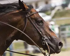 Excel Equine Performance 12