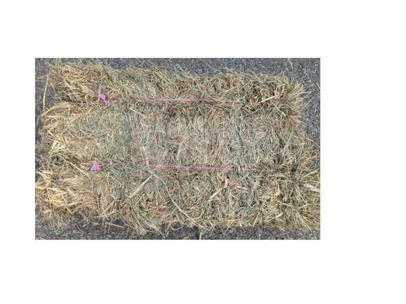 Feed Bucket 2tie Local Orchard Grass Pure