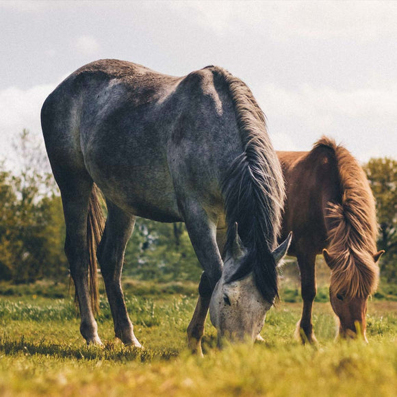 Excel Equine Complement Advantage Horse Feed